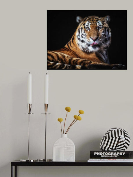 Sibirian Tiger Poster och Canvastavla