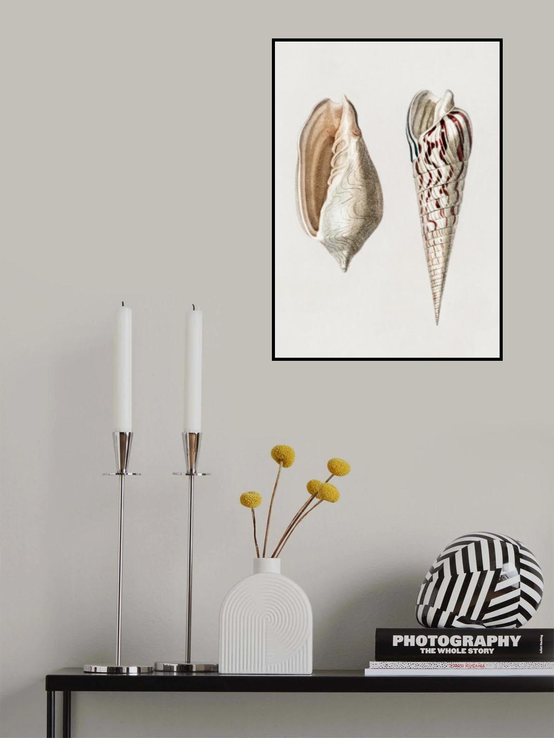 Two Mollusks Crop II Poster och Canvastavla