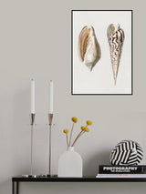 Two Mollusks Crop II Poster och Canvastavla