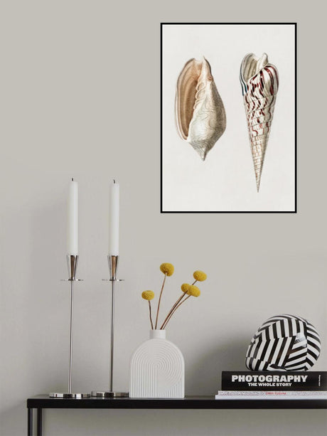 Two Mollusks Crop II Poster och Canvastavla