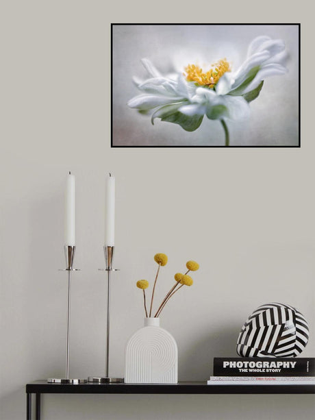 Anemone Poster och Canvastavla