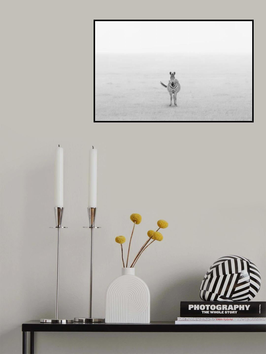 Lonely Zebra Poster och Canvastavla