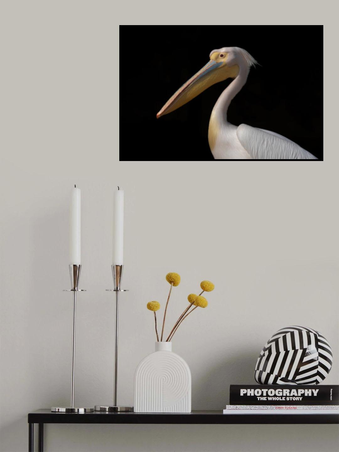 Great White Pelican Poster och Canvastavla