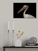 Great White Pelican Poster och Canvastavla