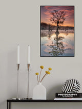 Bayou sunrise Poster och Canvastavla