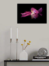 In pink tones... Poster och Canvastavla