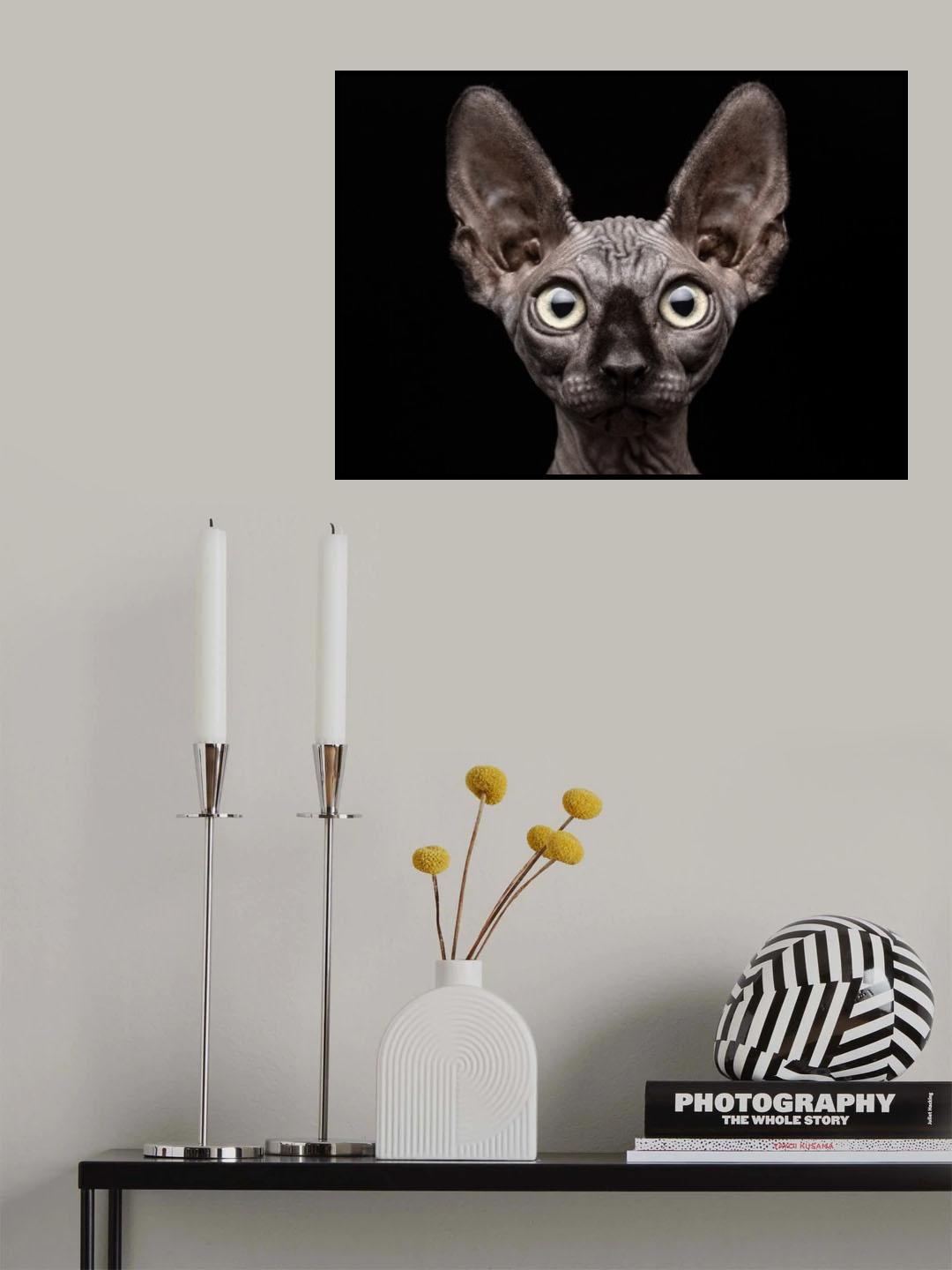 Sphynx Cat Poster och Canvastavla