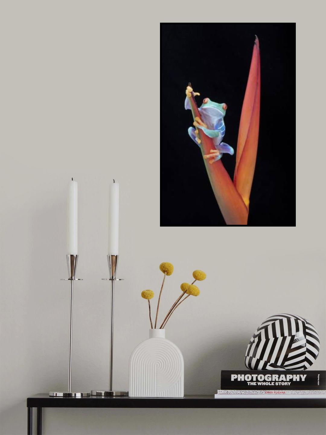Red Eyed Tree Frog on a Tropical Flower Poster och Canvastavla