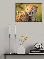 Cheetah eyes Poster och Canvastavla