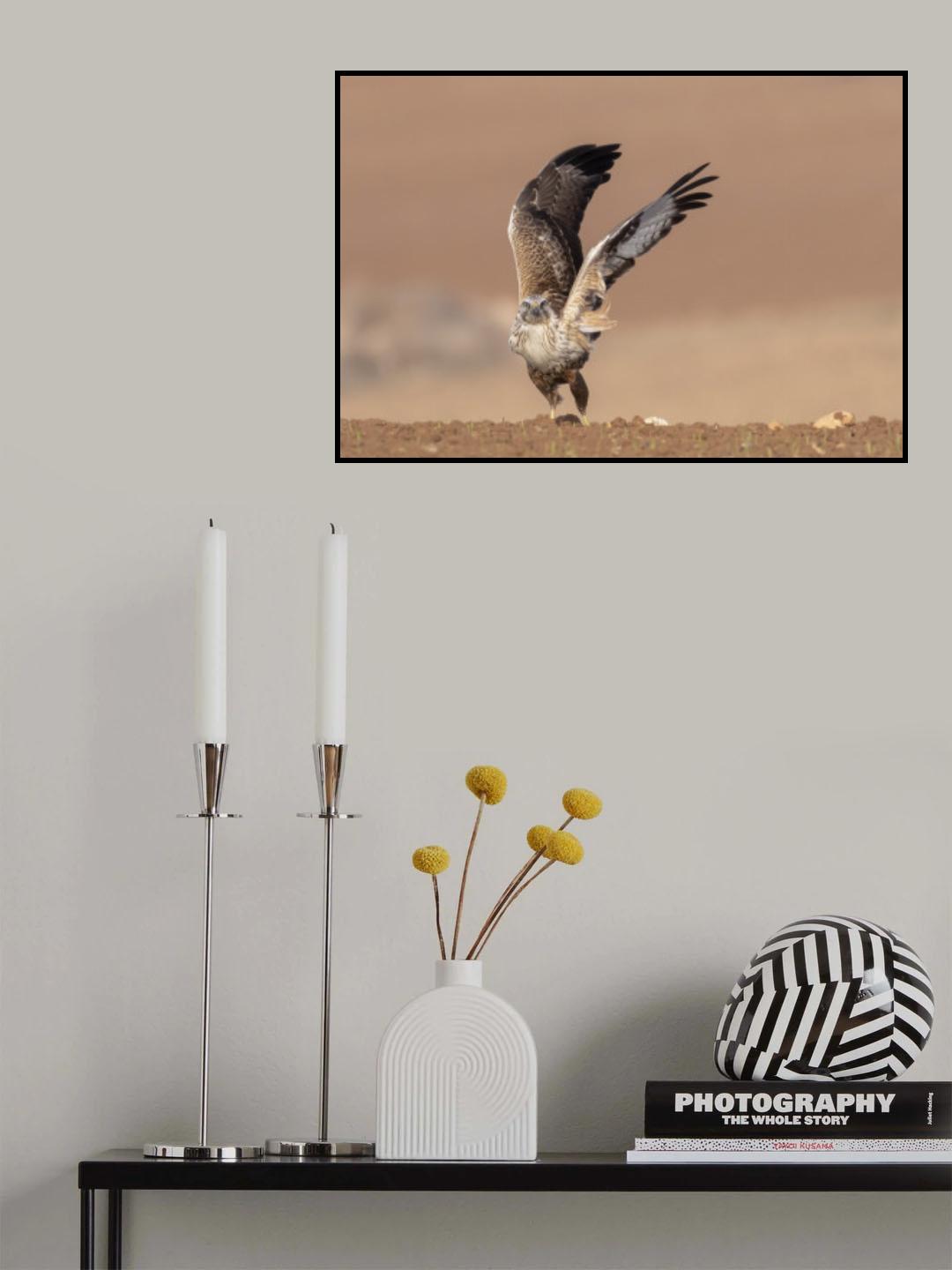 The Buzzard's dance Poster och Canvastavla