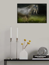 Lipizzaner Poster och Canvastavla