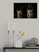 Lions drinking water Poster och Canvastavla