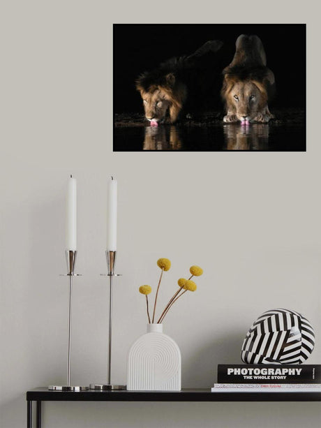 Lions drinking water Poster och Canvastavla