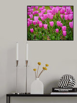 Pink Tulips Poster och Canvastavla