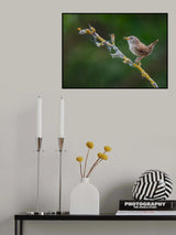 The morning Wren Poster och Canvastavla