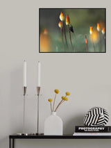 Tacazze Sunbird Poster och Canvastavla
