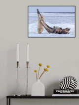 My favorite tooth pick Poster och Canvastavla