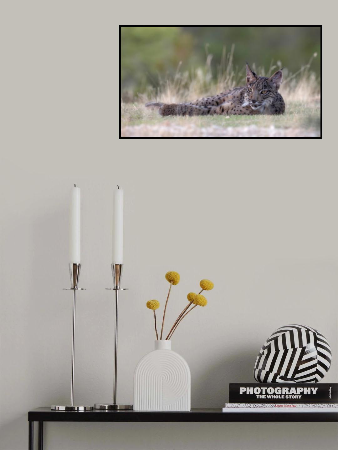 Young Iberian Lynx Poster och Canvastavla