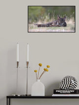 Young Iberian Lynx Poster och Canvastavla