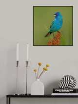 Indigo bunting Poster och Canvastavla