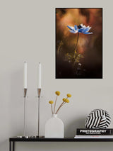 Through the curtain Poster och Canvastavla