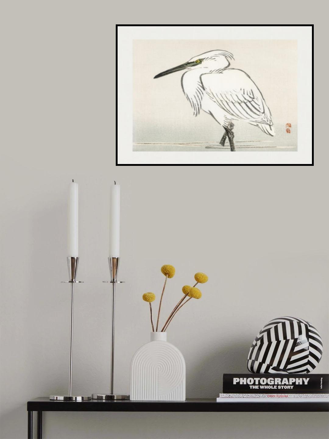 Snowy Egret Poster och Canvastavla