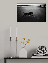dog Poster och Canvastavla