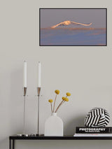 Snowy Owl Poster och Canvastavla