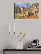 Trio Poster och Canvastavla