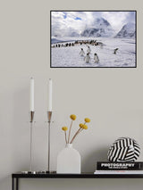 The Penguins Natual Habitat in Antarctica Poster och Canvastavla
