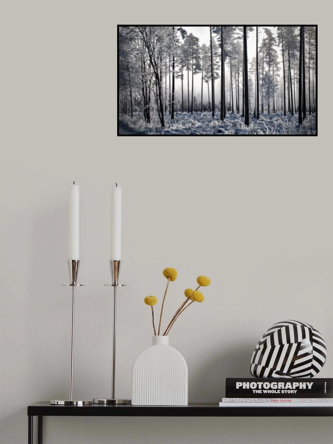 Winter Pine Trees II Poster och Canvastavla