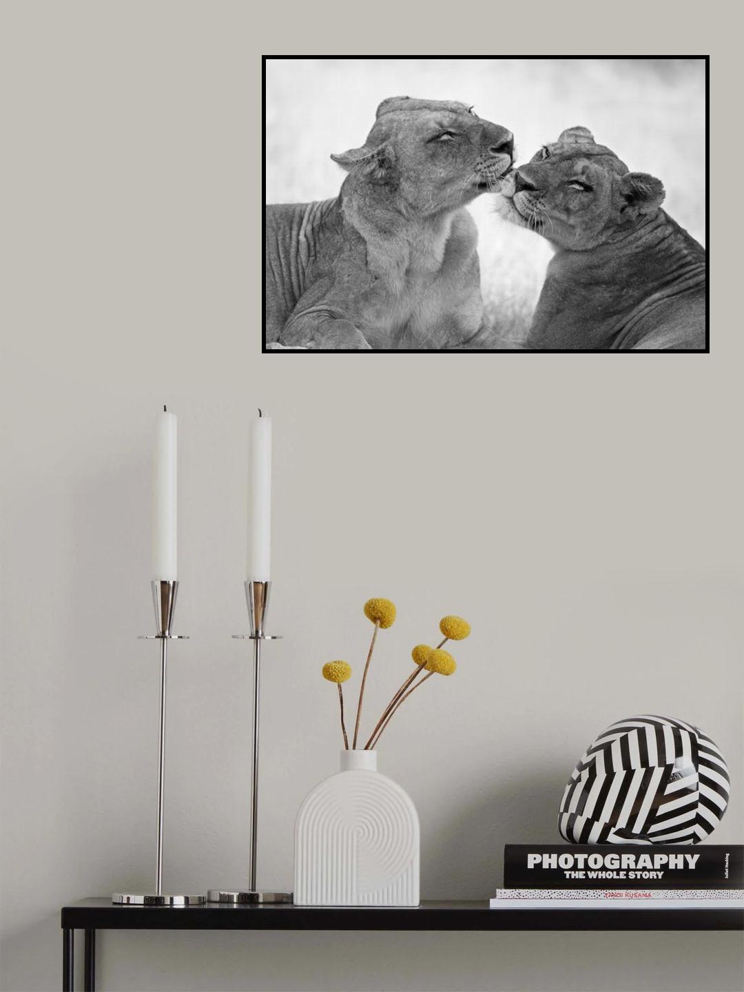 Lions in B&amp;W Poster och Canvastavla