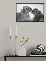 Lions in B&amp;W Poster och Canvastavla