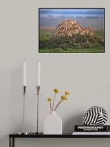 Lioness with the cubs of the pride Poster och Canvastavla