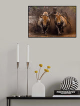 The Racing Cows Poster och Canvastavla