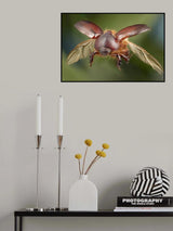 carrot beetle Poster och Canvastavla