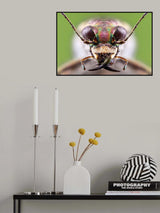 tiger beetle Poster och Canvastavla
