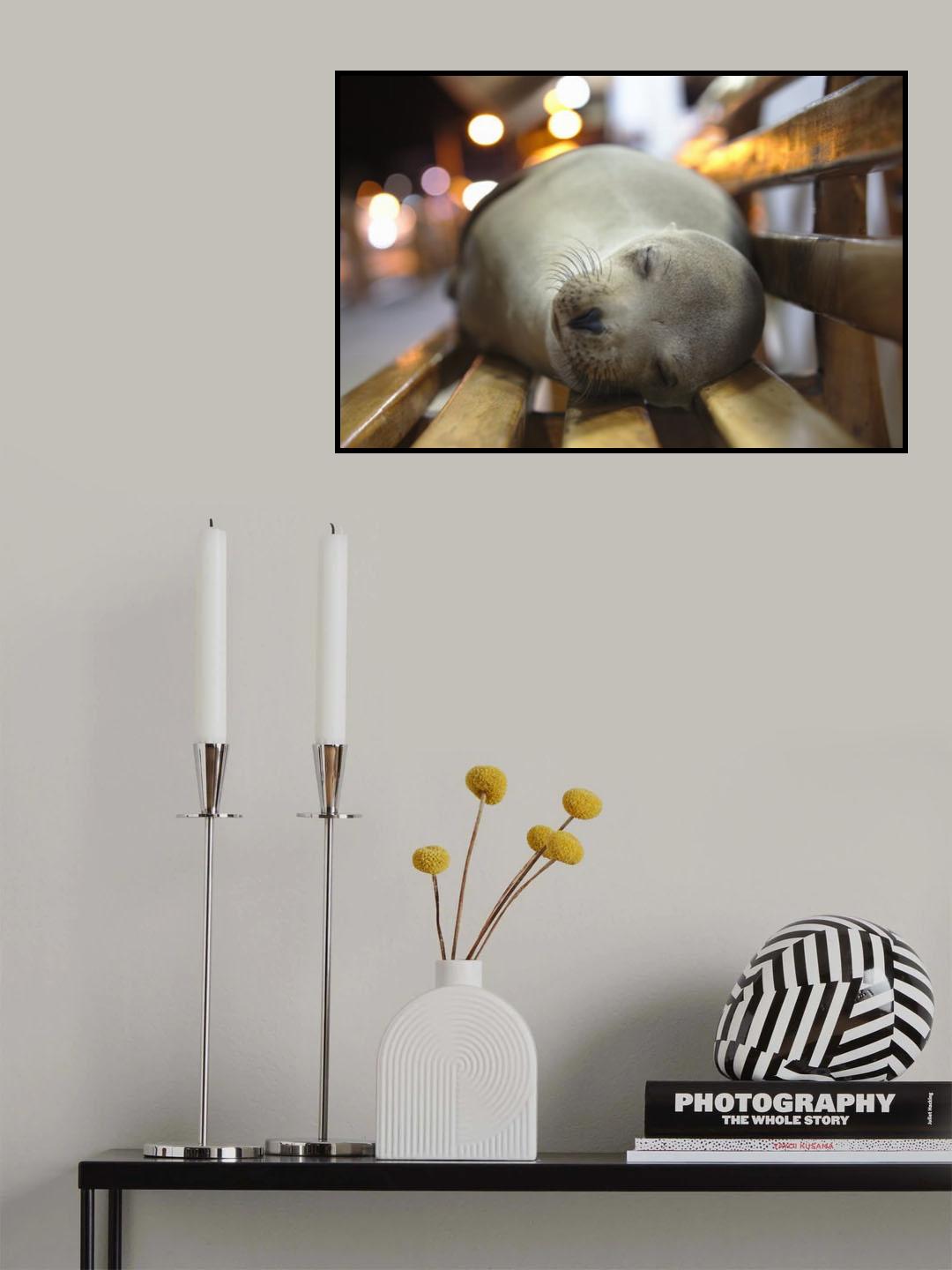 Sea lion nap Poster och Canvastavla