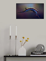 Grey dagger Poster och Canvastavla
