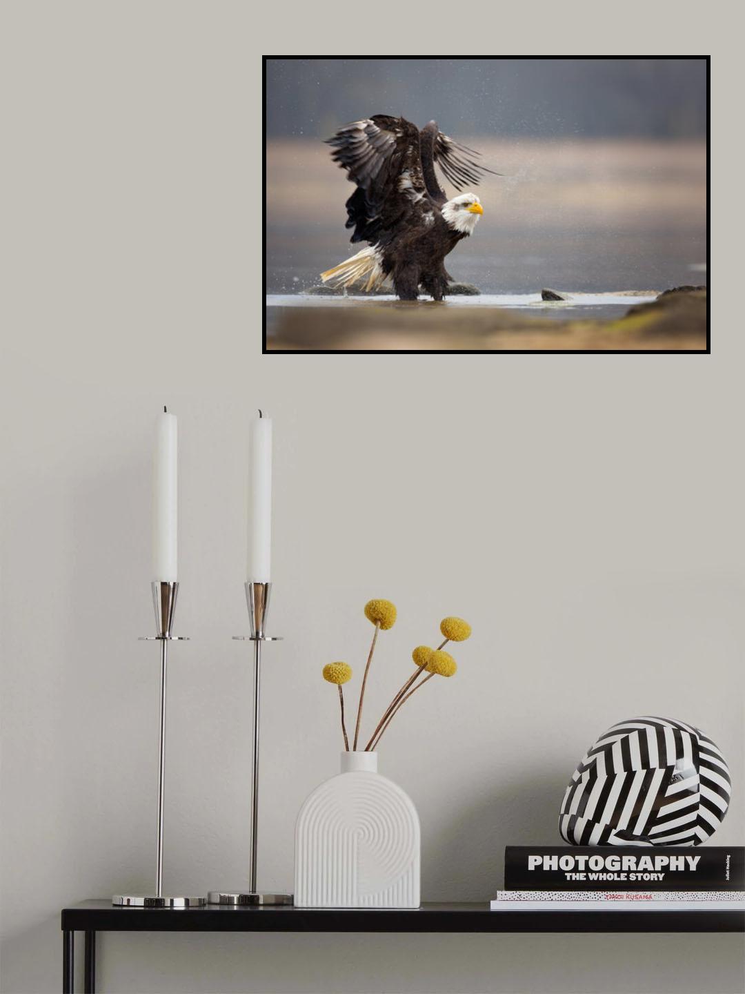 Bald Eagle Poster och Canvastavla