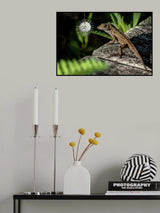 Iguana and Buttonbush Poster och Canvastavla