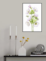 Hellebore Poster och Canvastavla