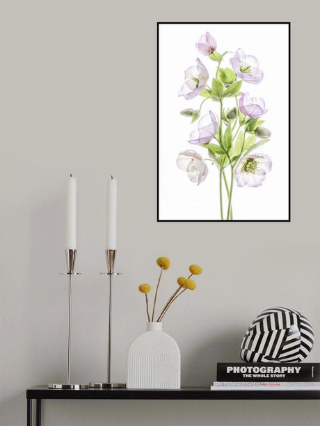 Hellebore Poster och Canvastavla