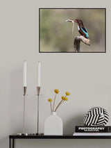 White-throated Kingfisher Poster och Canvastavla
