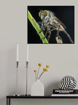 robberfly and prey Poster och Canvastavla