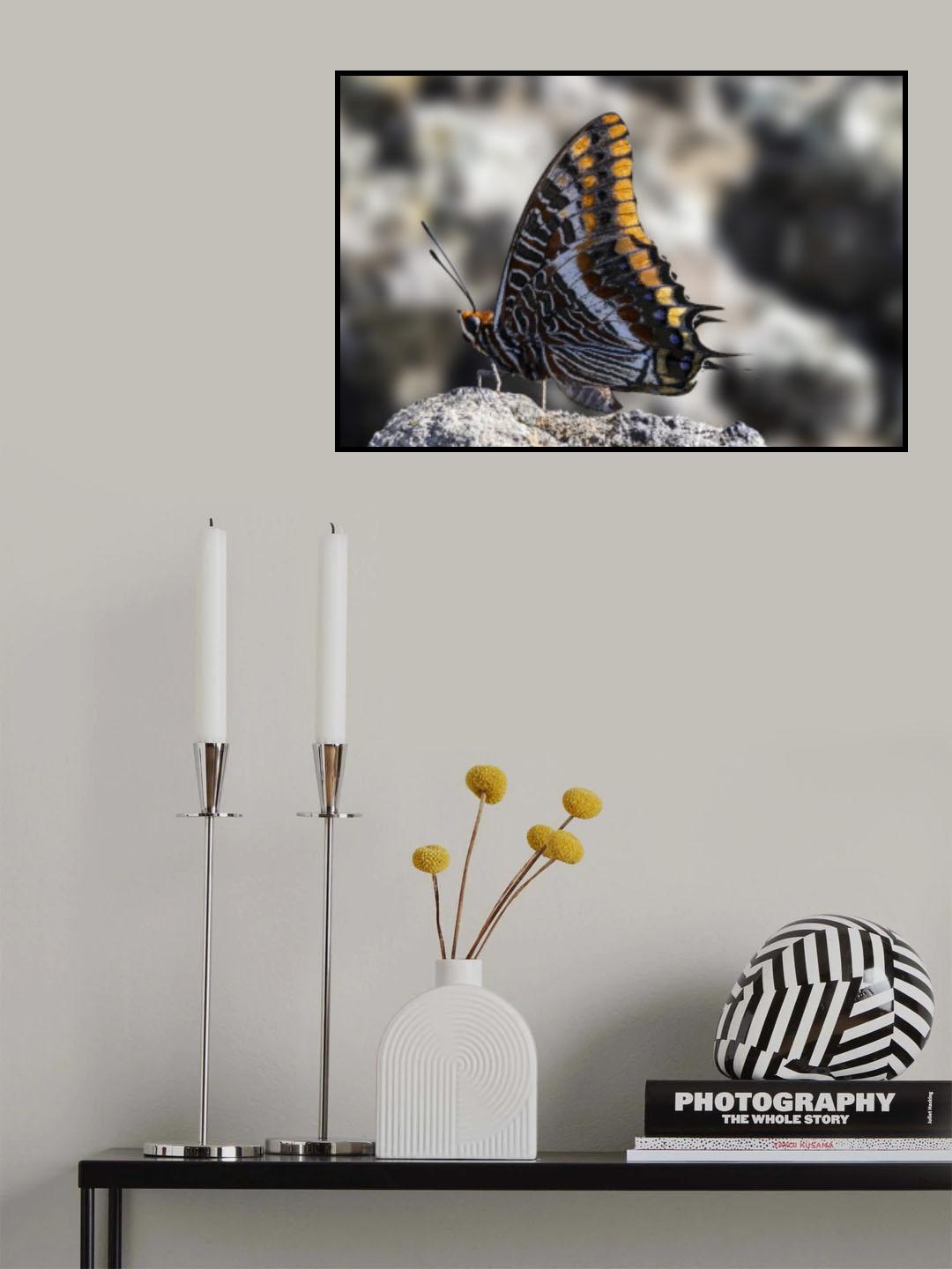 Charaxes jasius among the rocks Poster och Canvastavla