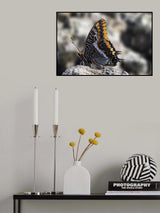 Charaxes jasius among the rocks Poster och Canvastavla