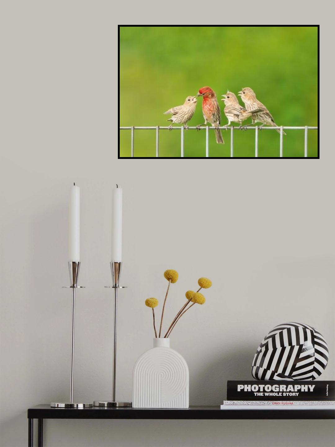 House Finches Poster och Canvastavla