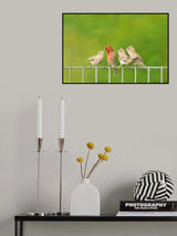 House Finches Poster och Canvastavla