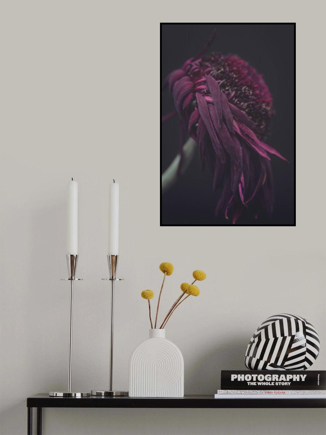 Beauty of a Wilting Daisy Poster och Canvastavla